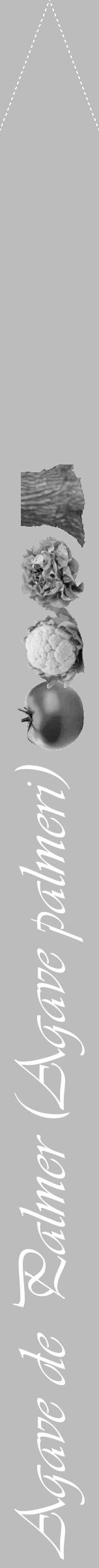 Étiquette de : Agave palmeri - format b - style blanche1viv avec comestibilité simplifiée - position verticale