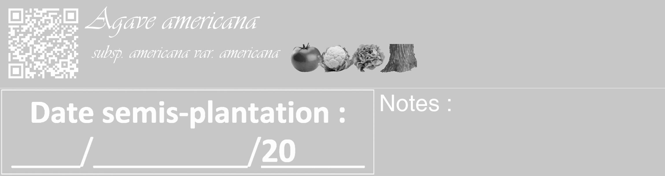Étiquette de : Agave americana subsp. americana var. americana - format c - style blanche15_basique_basiqueviv avec qrcode et comestibilité simplifiée