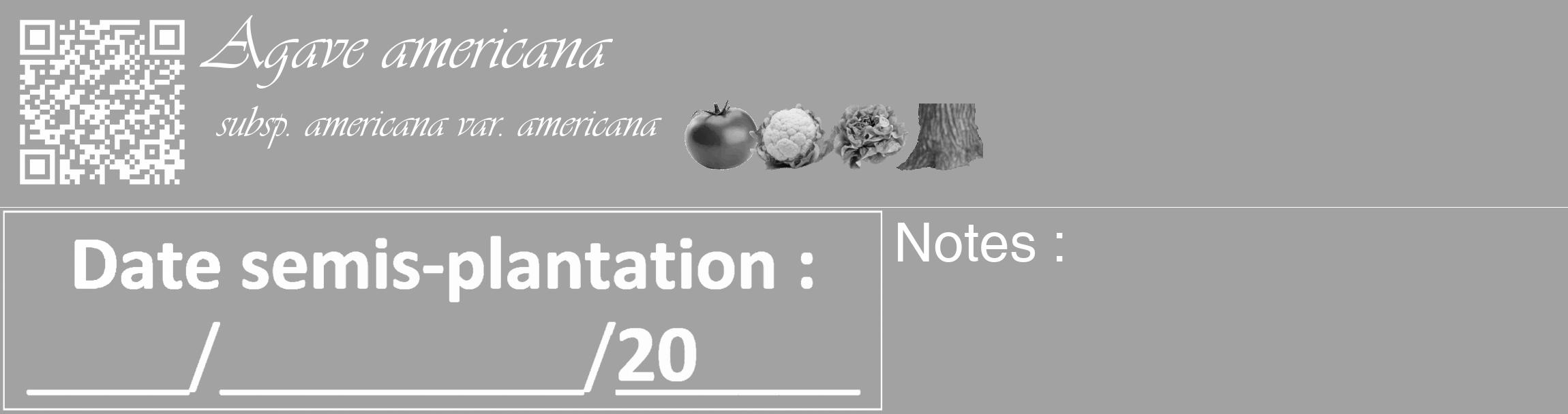 Étiquette de : Agave americana subsp. americana var. americana - format c - style blanche38_basique_basiqueviv avec qrcode et comestibilité simplifiée
