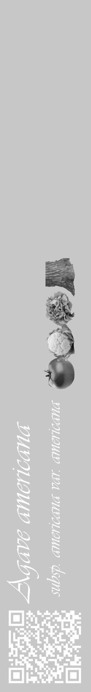 Étiquette de : Agave americana subsp. americana var. americana - format c - style blanche15_basique_basiqueviv avec qrcode et comestibilité simplifiée - position verticale