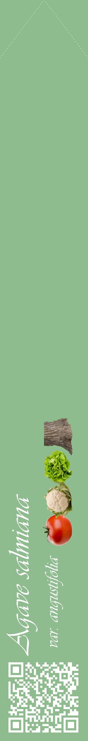 Étiquette de : Agave salmiana var. angustifolia - format c - style blanche13_simpleviv avec qrcode et comestibilité simplifiée