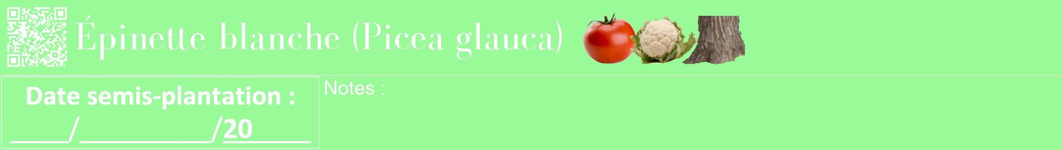 Étiquette de : Picea glauca - format a - style blanche14bod avec qrcode et comestibilité simplifiée