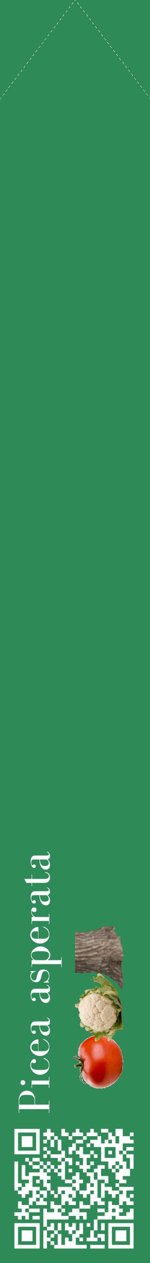 Étiquette de : Picea asperata - format c - style blanche11_simplebod avec qrcode et comestibilité simplifiée