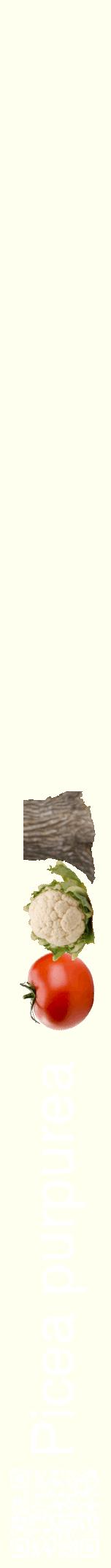 Étiquette de : Picea purpurea - format a - style blanche19hel avec qrcode et comestibilité simplifiée