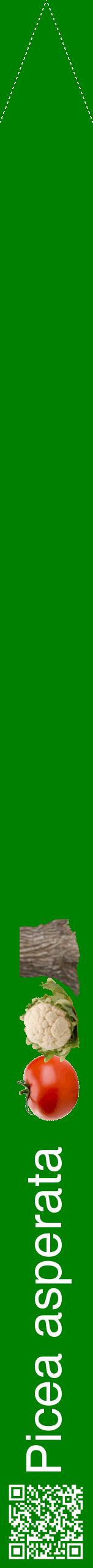 Étiquette de : Picea asperata - format b - style blanche9hel avec qrcode et comestibilité simplifiée