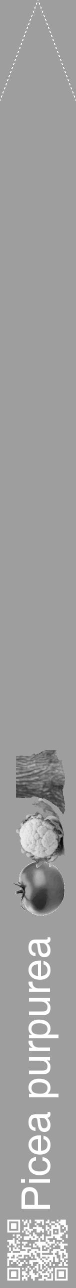 Étiquette de : Picea purpurea - format b - style blanche42hel avec qrcode et comestibilité simplifiée - position verticale