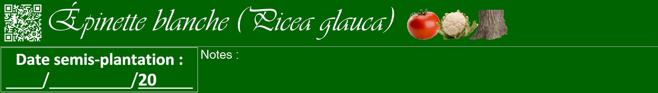 Étiquette de : Picea glauca - format a - style blanche8viv avec qrcode et comestibilité simplifiée