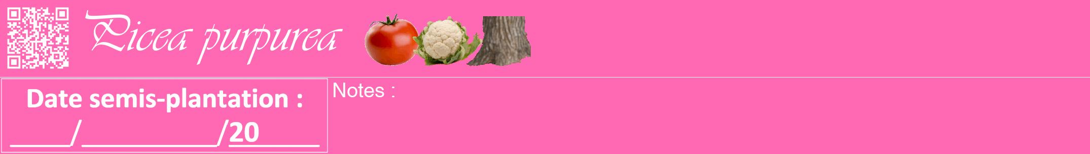 Étiquette de : Picea purpurea - format a - style blanche42viv avec qrcode et comestibilité simplifiée