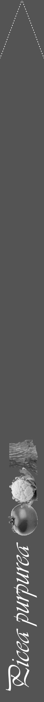 Étiquette de : Picea purpurea - format b - style blanche36viv avec comestibilité simplifiée - position verticale