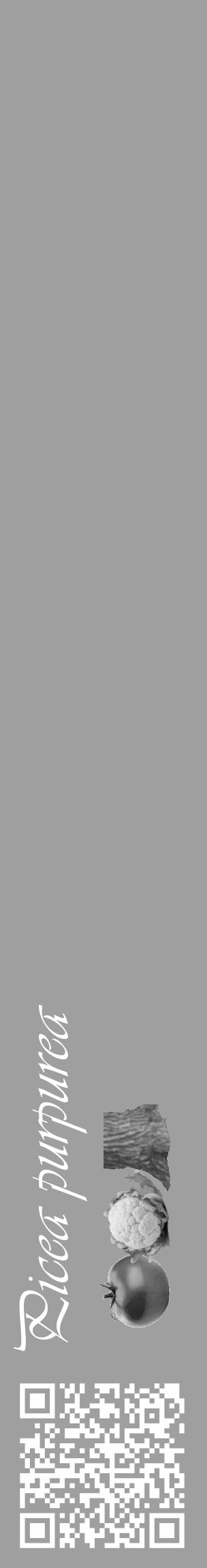 Étiquette de : Picea purpurea - format c - style blanche24_basique_basiqueviv avec qrcode et comestibilité simplifiée - position verticale