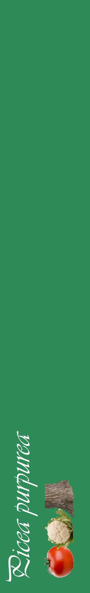 Étiquette de : Picea purpurea - format c - style blanche11_basiqueviv avec comestibilité simplifiée