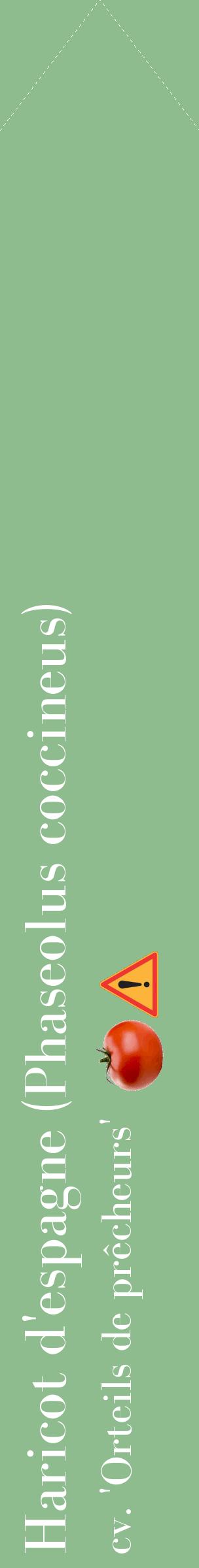 Étiquette de : Phaseolus coccineus cv. 'Orteils de prêcheurs' - format c - style blanche13_simplebod avec comestibilité simplifiée