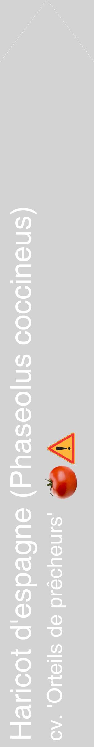 Étiquette de : Phaseolus coccineus cv. 'Orteils de prêcheurs' - format c - style blanche56_simplehel avec comestibilité simplifiée