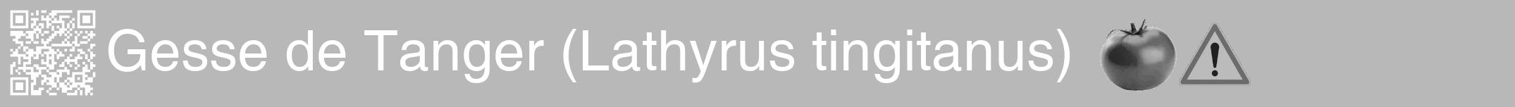 Étiquette de : Lathyrus tingitanus - format a - style blanche39hel avec qrcode et comestibilité simplifiée