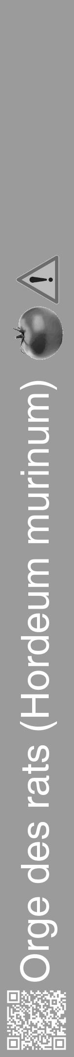 Étiquette de : Hordeum murinum - format a - style blanche52hel avec qrcode et comestibilité simplifiée - position verticale