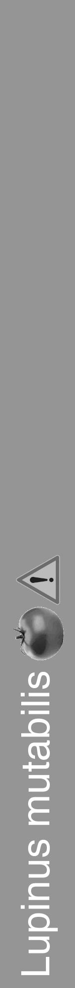 Étiquette de : Lupinus mutabilis - format a - style blanche16hel avec comestibilité simplifiée - position verticale