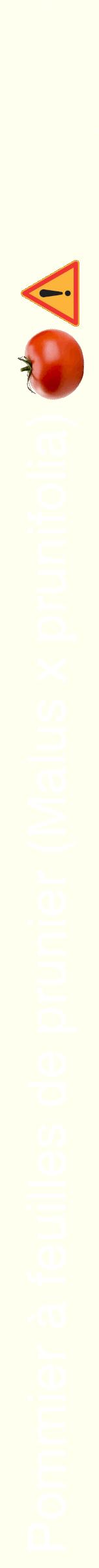 Étiquette de : Malus x prunifolia - format b - style blanche19hel avec comestibilité simplifiée