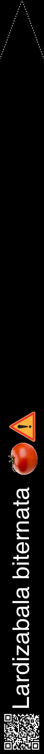 Étiquette de : Lardizabala biternata - format b - style blanche59hel avec qrcode et comestibilité simplifiée