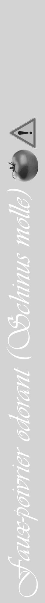 Étiquette de : Schinus molle - format a - style blanche56basiqueviv avec comestibilité simplifiée - position verticale