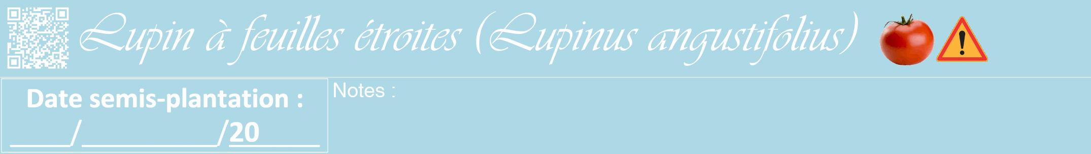 Étiquette de : Lupinus angustifolius - format a - style blanche0viv avec qrcode et comestibilité simplifiée