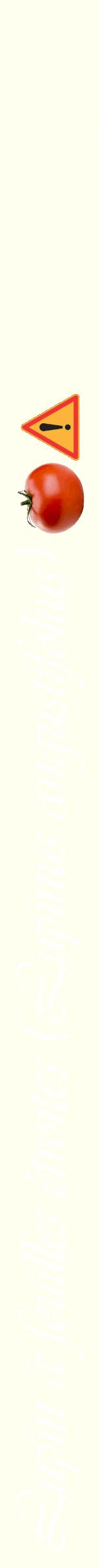Étiquette de : Lupinus angustifolius - format b - style blanche19viv avec comestibilité simplifiée