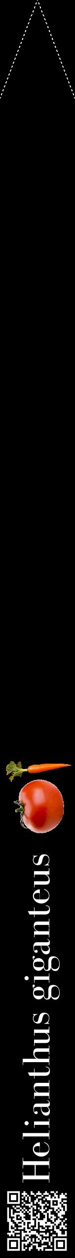 Étiquette de : Helianthus giganteus - format b - style blanche59bod avec qrcode et comestibilité simplifiée