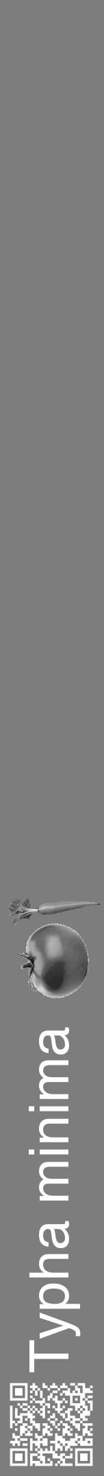 Étiquette de : Typha minima - format a - style blanche35hel avec qrcode et comestibilité simplifiée - position verticale