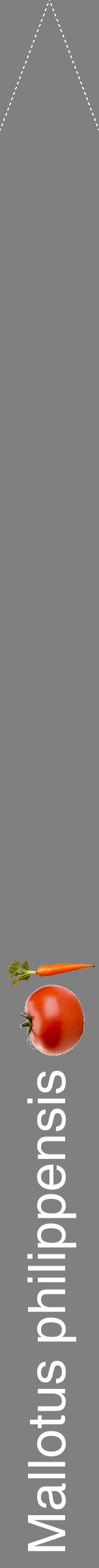 Étiquette de : Mallotus philippensis - format b - style blanche57hel avec comestibilité simplifiée