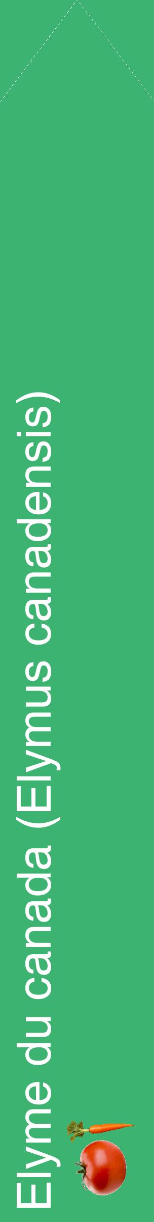 Étiquette de : Elymus canadensis - format c - style blanche12_simplehel avec comestibilité simplifiée