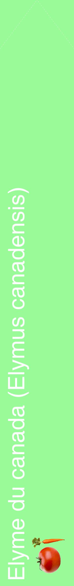 Étiquette de : Elymus canadensis - format c - style blanche14_simplehel avec comestibilité simplifiée