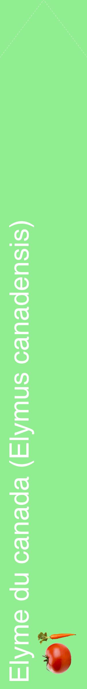 Étiquette de : Elymus canadensis - format c - style blanche15_simplehel avec comestibilité simplifiée