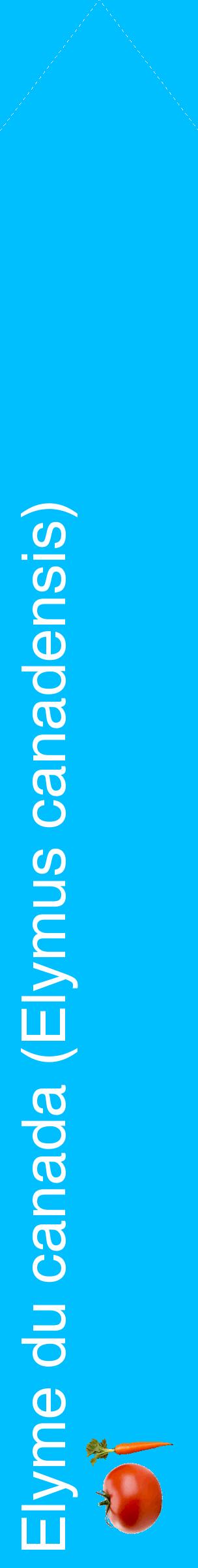 Étiquette de : Elymus canadensis - format c - style blanche2_simplehel avec comestibilité simplifiée