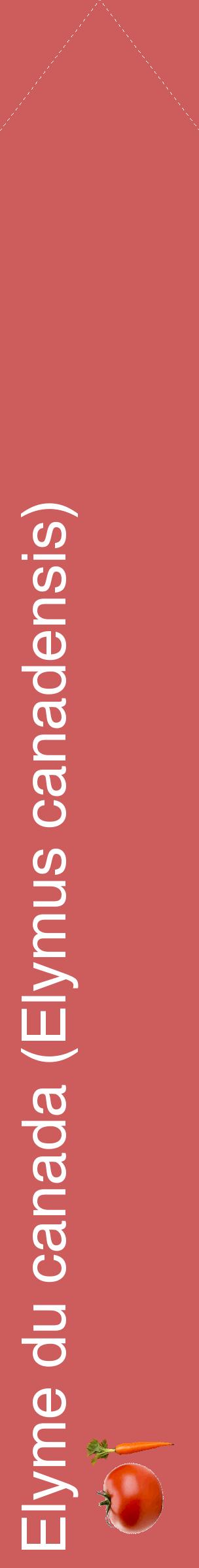 Étiquette de : Elymus canadensis - format c - style blanche35_simplehel avec comestibilité simplifiée