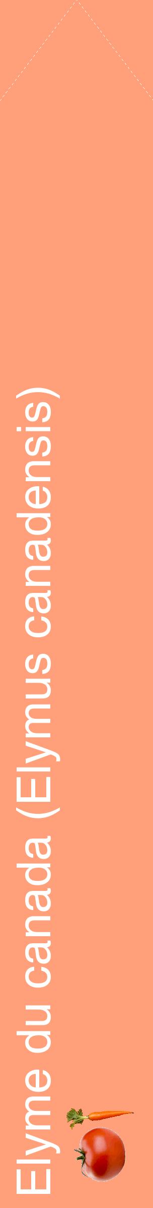 Étiquette de : Elymus canadensis - format c - style blanche39_simplehel avec comestibilité simplifiée