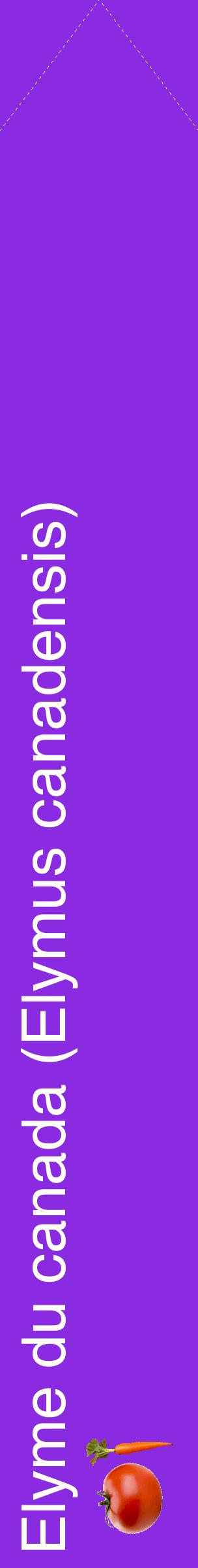 Étiquette de : Elymus canadensis - format c - style blanche49_simplehel avec comestibilité simplifiée