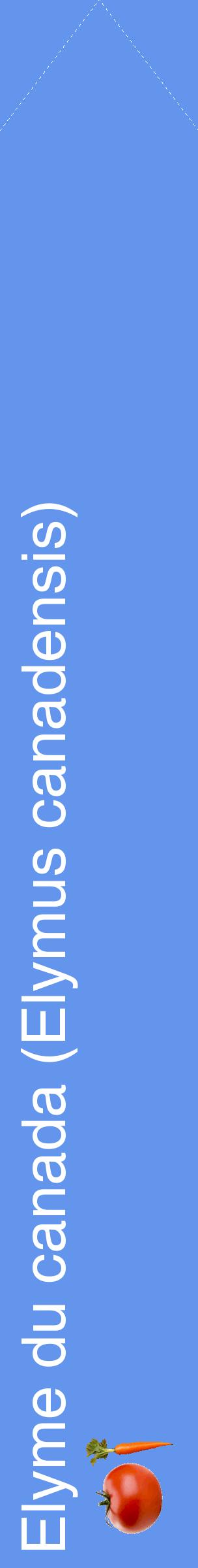 Étiquette de : Elymus canadensis - format c - style blanche4_simplehel avec comestibilité simplifiée