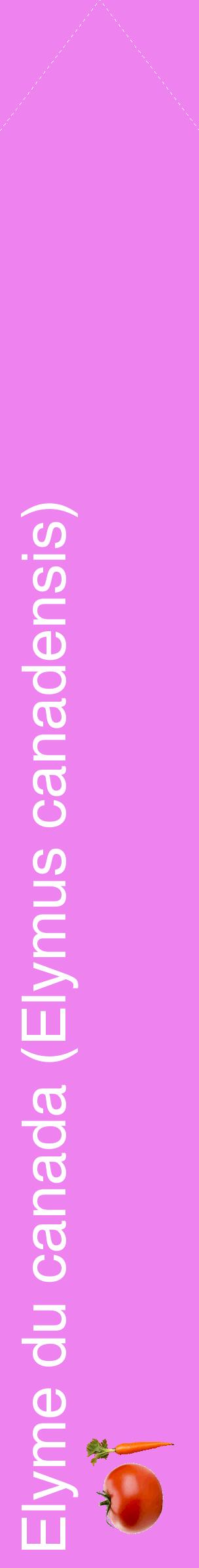 Étiquette de : Elymus canadensis - format c - style blanche53_simplehel avec comestibilité simplifiée