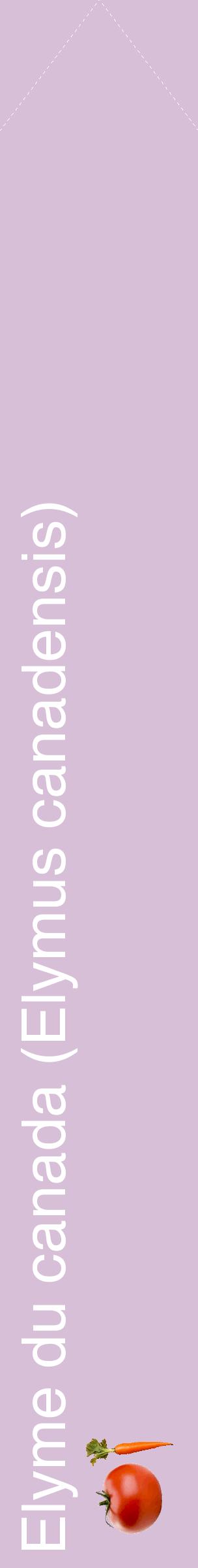 Étiquette de : Elymus canadensis - format c - style blanche54_simplehel avec comestibilité simplifiée