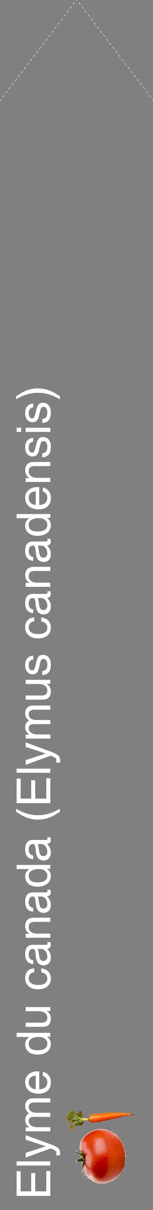 Étiquette de : Elymus canadensis - format c - style blanche57_simplehel avec comestibilité simplifiée