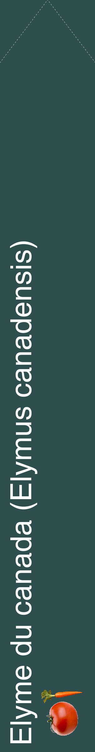 Étiquette de : Elymus canadensis - format c - style blanche58_simplehel avec comestibilité simplifiée
