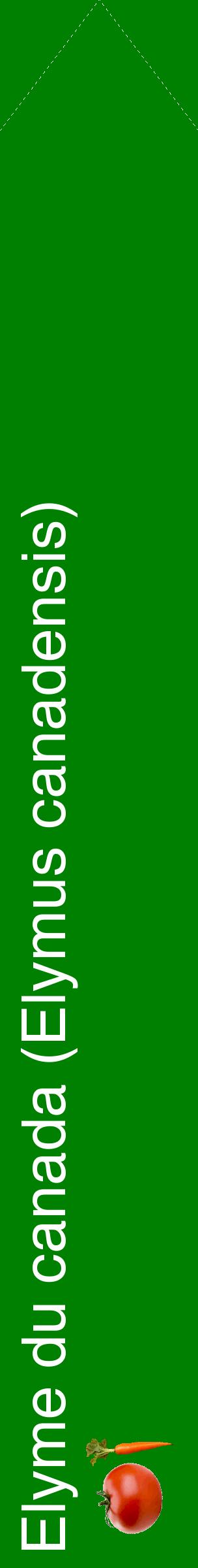 Étiquette de : Elymus canadensis - format c - style blanche9_simplehel avec comestibilité simplifiée