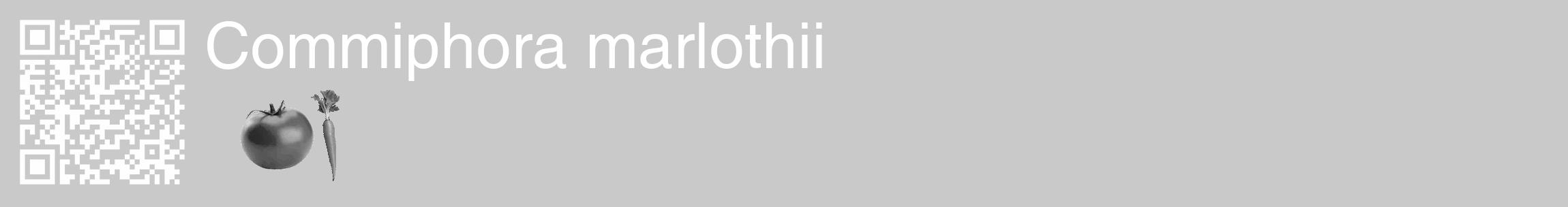 Étiquette de : Commiphora marlothii - format c - style blanche54_basique_basiquehel avec qrcode et comestibilité simplifiée