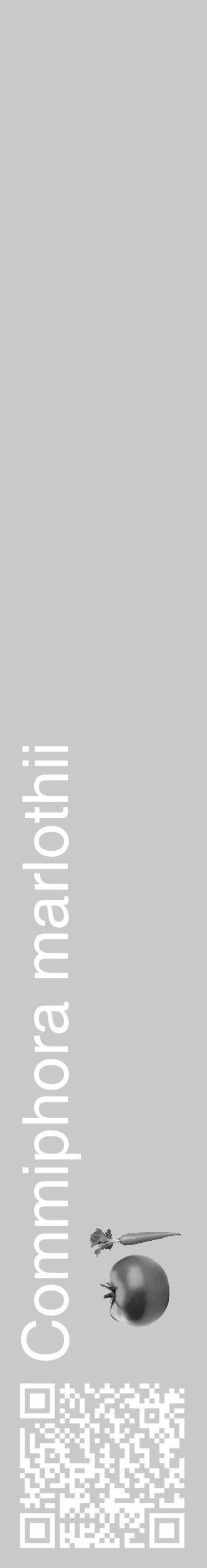 Étiquette de : Commiphora marlothii - format c - style blanche54_basique_basiquehel avec qrcode et comestibilité simplifiée - position verticale