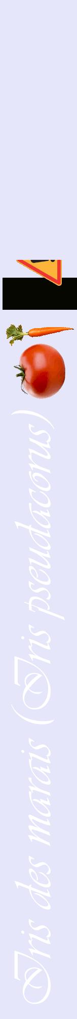 Étiquette de : Iris pseudacorus - format a - style blanche55viv avec comestibilité simplifiée