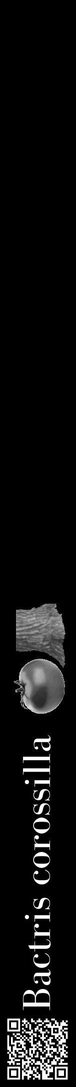 Étiquette de : Bactris corossilla - format a - style blanche59bod avec qrcode et comestibilité simplifiée - position verticale