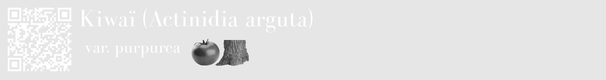 Étiquette de : Actinidia arguta var. purpurea - format c - style blanche18_basique_basiquebod avec qrcode et comestibilité simplifiée