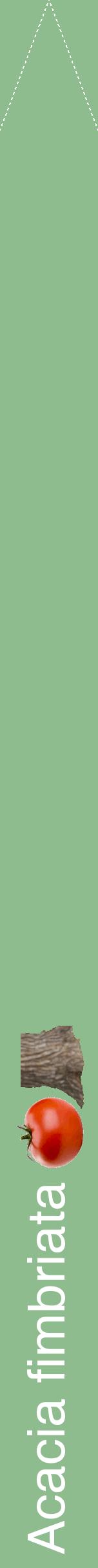 Étiquette de : Acacia fimbriata - format b - style blanche13hel avec comestibilité simplifiée