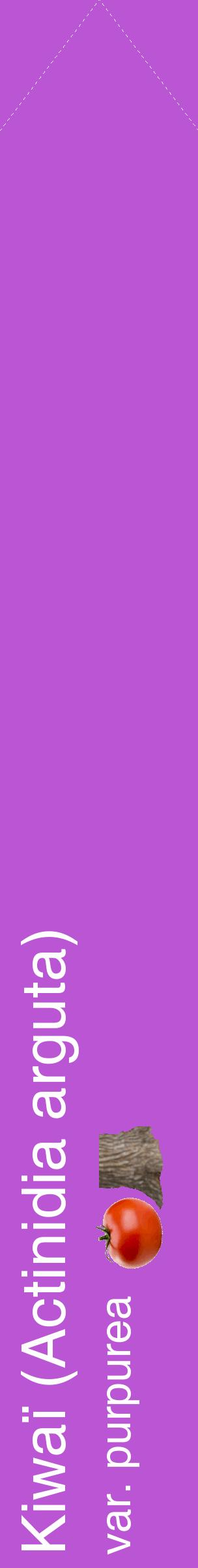 Étiquette de : Actinidia arguta var. purpurea - format c - style blanche50_simplehel avec comestibilité simplifiée