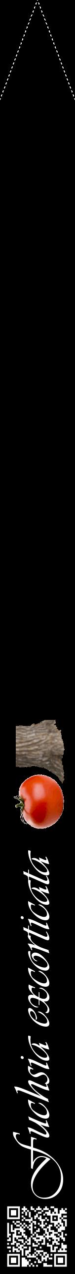 Étiquette de : Fuchsia excorticata - format b - style blanche59viv avec qrcode et comestibilité simplifiée