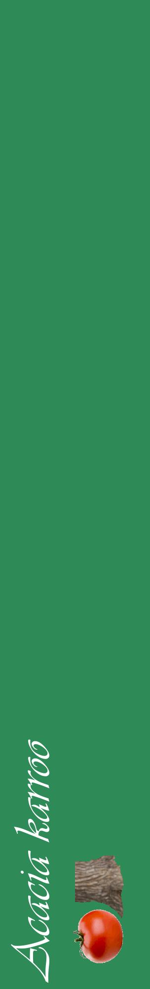 Étiquette de : Acacia karroo - format c - style blanche11_basiqueviv avec comestibilité simplifiée